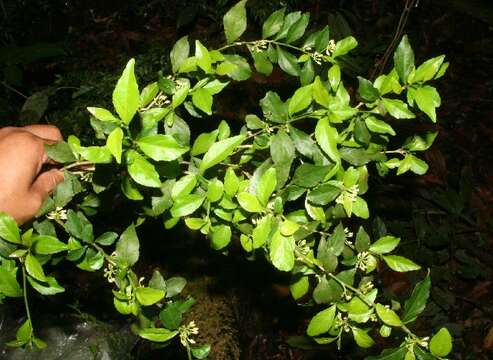 Image of Hybanthus yucatanensis Millsp.