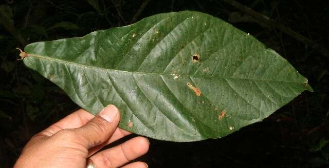 Image of Hiraea reclinata Jacq.