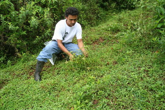 Image of Rush-like flatsedge