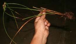 Image of Rush-like flatsedge