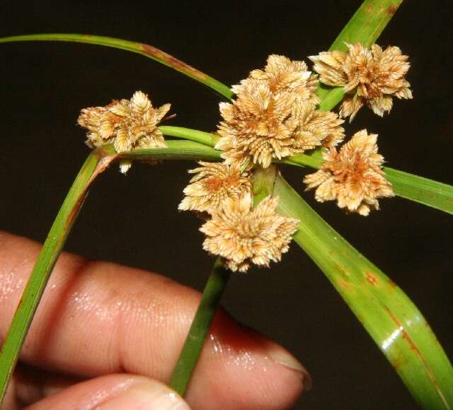 Image of Rush-like flatsedge