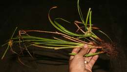 Image of Rush-like flatsedge