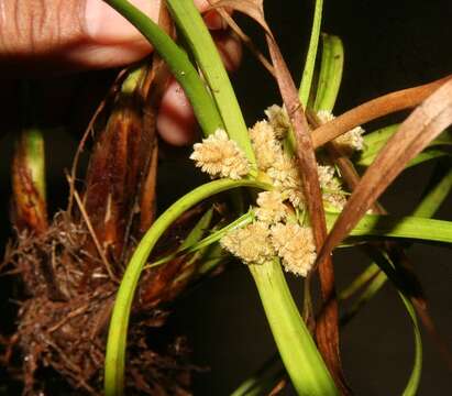 Image of Rush-like flatsedge