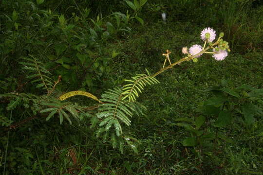 Image of Sensitive weed