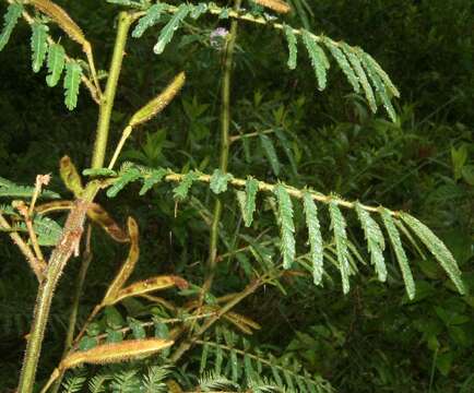 Image of Sensitive weed