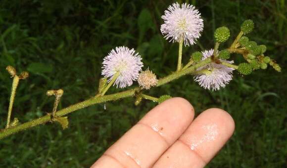 Image of Sensitive weed