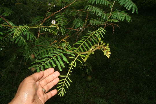 Image of Sensitive weed