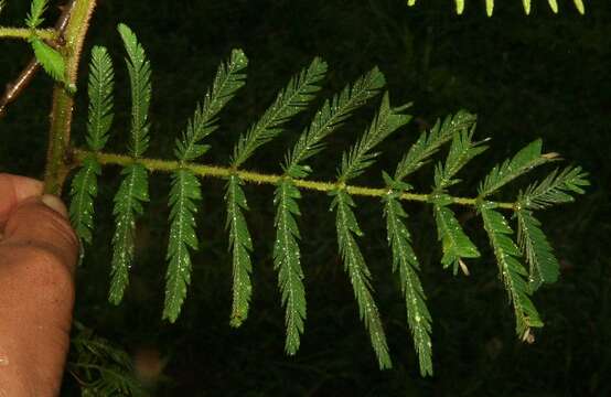 Image of Sensitive weed