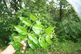 Image de Chiococca alba (L.) Hitchc.