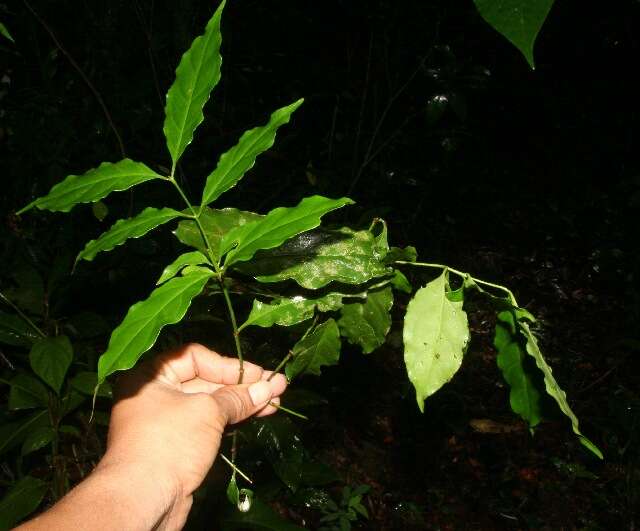 Image of West Indian milkberry