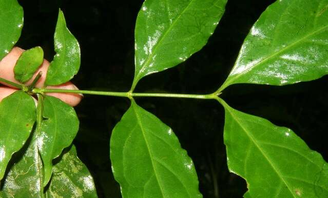 Image of West Indian milkberry