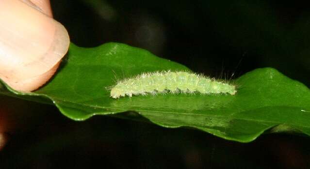 Image of West Indian milkberry