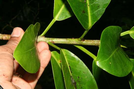 Ficus aurea Nutt.的圖片