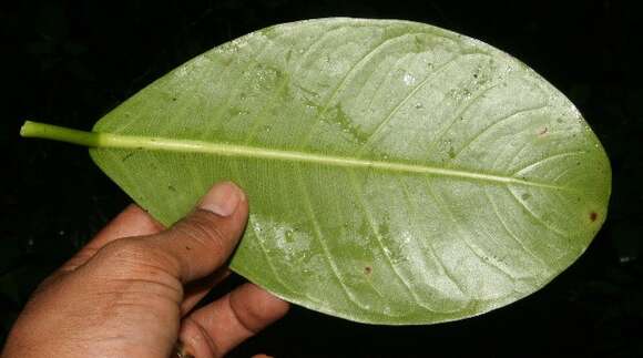 Ficus aurea Nutt.的圖片