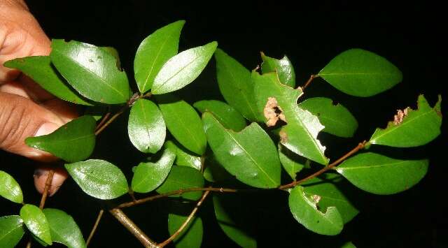 Image of Eugenia oerstedeana