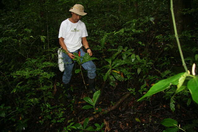 Imagem de Costus pulverulentus C. Presl