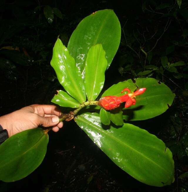 Imagem de Costus pulverulentus C. Presl