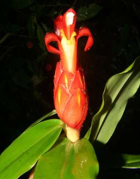 Imagem de Costus pulverulentus C. Presl