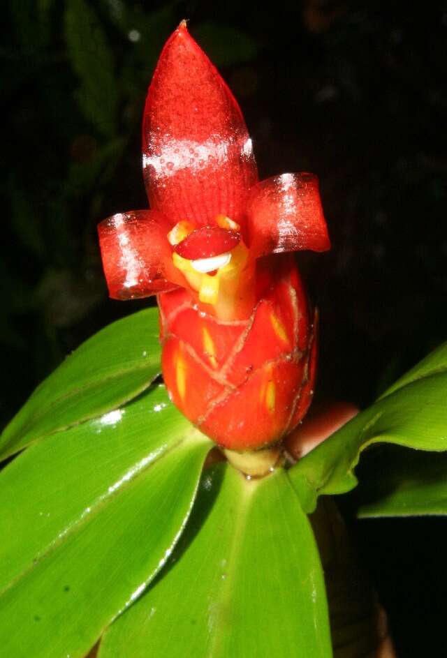 Imagem de Costus pulverulentus C. Presl