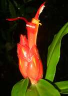 Imagem de Costus pulverulentus C. Presl