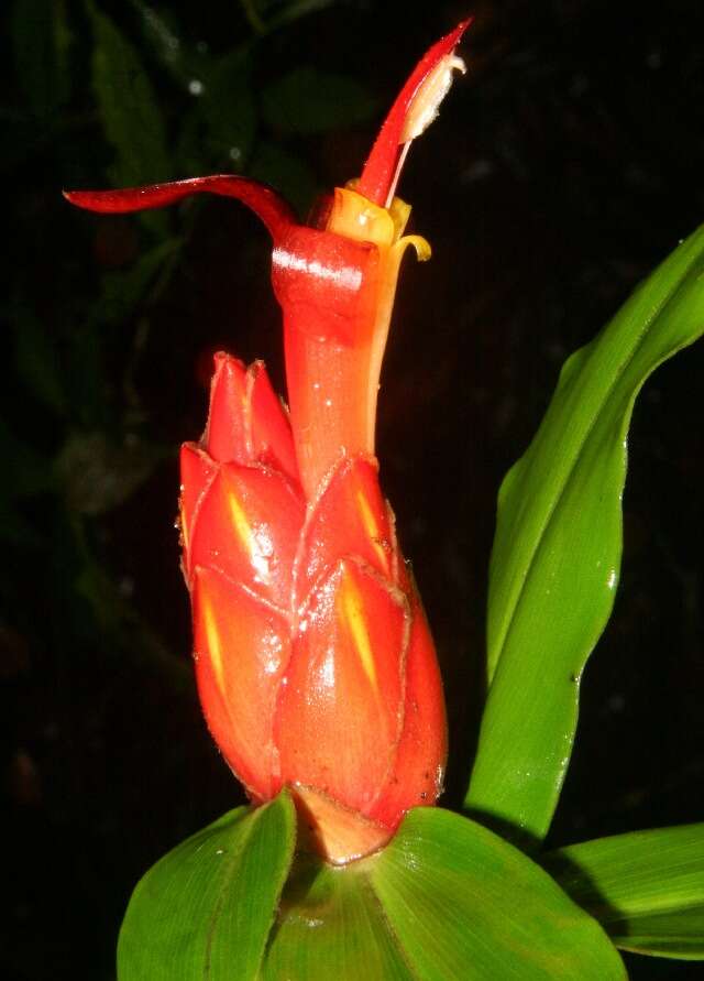 Imagem de Costus pulverulentus C. Presl