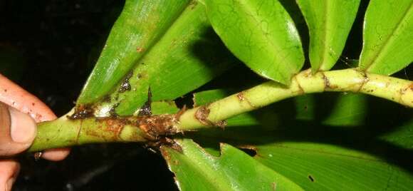 Imagem de Costus pulverulentus C. Presl