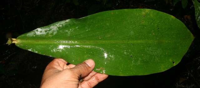 Imagem de Costus pulverulentus C. Presl