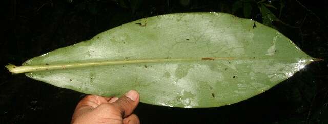 Imagem de Costus pulverulentus C. Presl