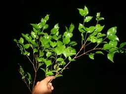 Image of wild crapemyrtle