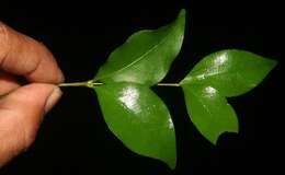 Image of wild crapemyrtle