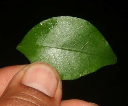 Image of wild crapemyrtle