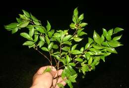 Image of wild crapemyrtle