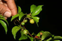 Image of wild crapemyrtle