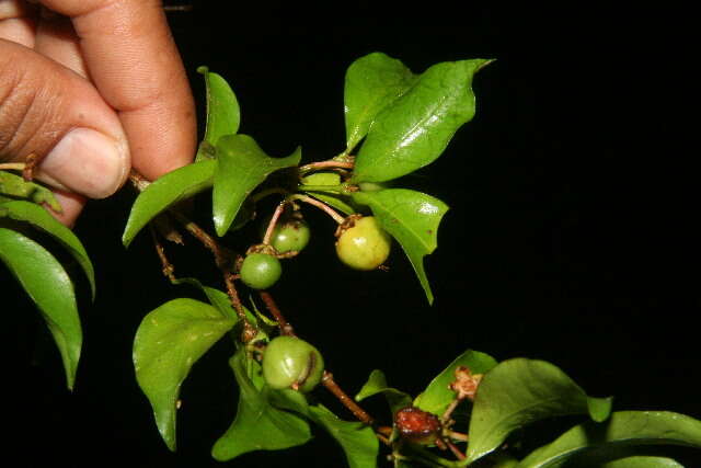 Image of wild crapemyrtle