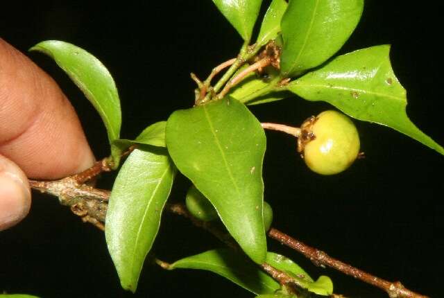 Image of wild crapemyrtle