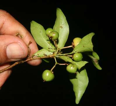 Image of wild crapemyrtle