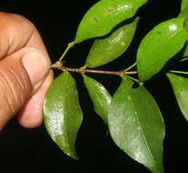 Image of wild crapemyrtle