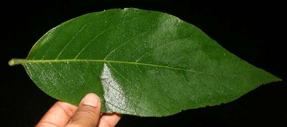 Image of Cordia panamensis Riley