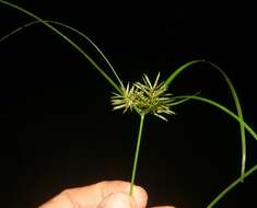 Слика од Cyperus hermaphroditus (Jacq.) Standl.