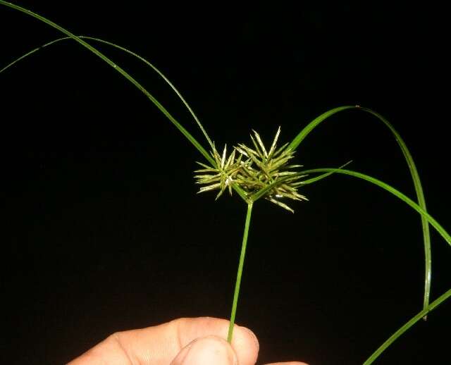 Слика од Cyperus hermaphroditus (Jacq.) Standl.