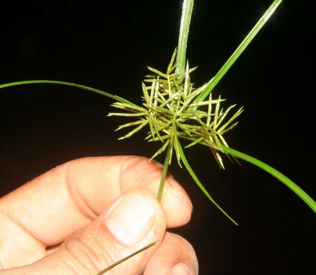 Слика од Cyperus hermaphroditus (Jacq.) Standl.