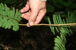 Image of Senegalia tenuifolia (L.) Britton & Rose