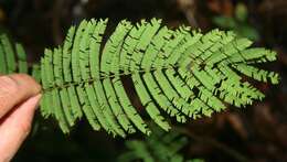 Image of Senegalia tenuifolia (L.) Britton & Rose