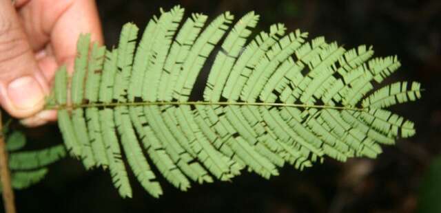 Image of Senegalia tenuifolia (L.) Britton & Rose