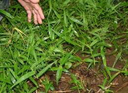 Image of Bolivian panicgrass