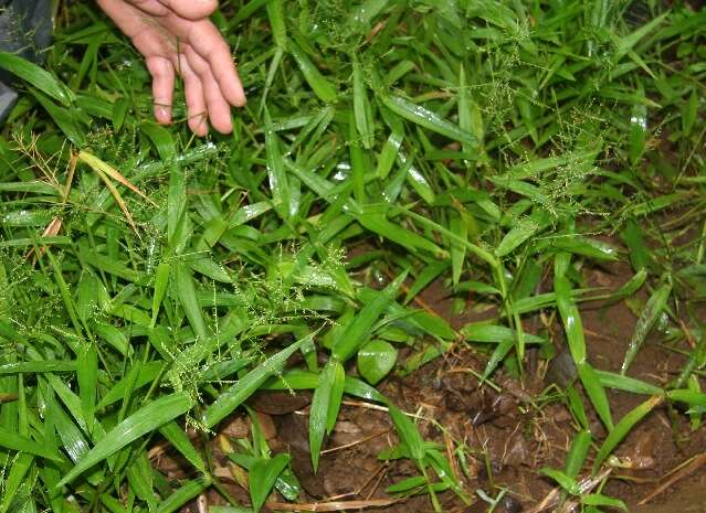 Imagem de Panicum polygonatum Schrad.