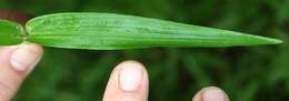 Image of Bolivian panicgrass