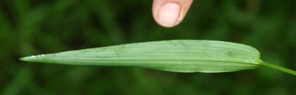 Image of Bolivian panicgrass