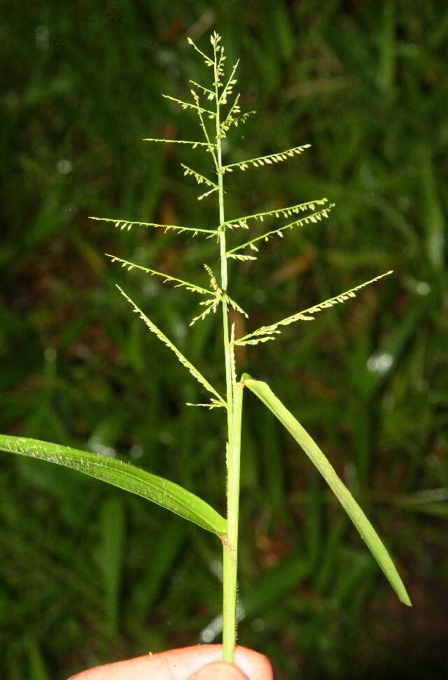 Imagem de Panicum polygonatum Schrad.