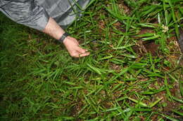 Image of Bolivian panicgrass